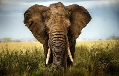 THE ELEPHANT SYNDROME: LEARNED HELPLESSNESS