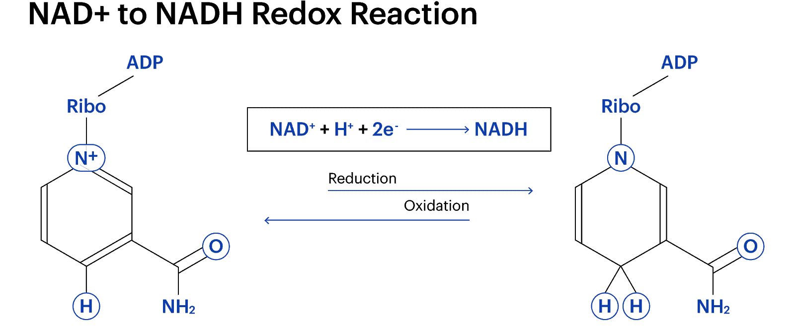 What Is Nad And Fad In Biology