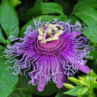 Passionflower